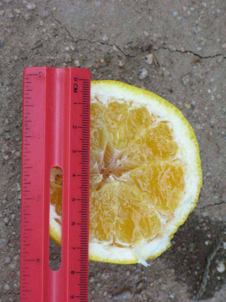            Fruit cross-section (Riverside, CA)   